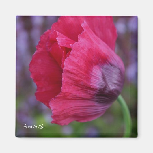 Schöne PInk und Lila Poppy-Blume Magnet (Vorne)