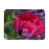 Schöne PInk und Lila Poppy-Blume Magnet (Horizontal)