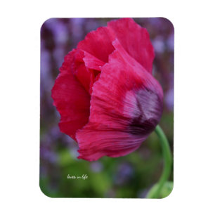 Schöne PInk und Lila Poppy-Blume Magnet