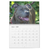 Schöne Pitbulls 2020 Hundekalender Kalender (Mär 2027)