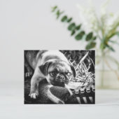 Schöne Playfull Mops Postkarte (Stehend Vorderseite)