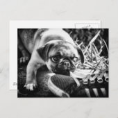 Schöne Playfull Mops Postkarte (Vorne/Hinten)