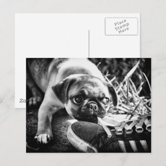Schöne Playfull Mops Postkarte (Vorne/Hinten)