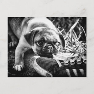 Schöne Playfull Mops Postkarte