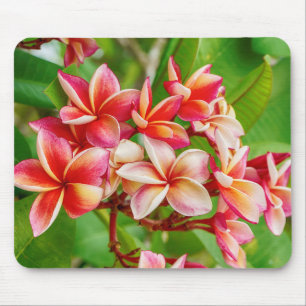 Schöne Plumeria-Blume Mousepad