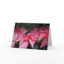 Schöne Poinsettia-Foto-Weihnachtskarte