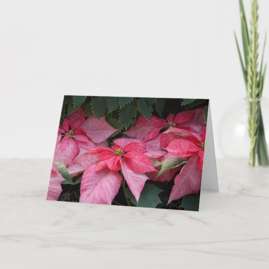 Schöne Poinsettia-Foto-Weihnachtskarte Feiertagskarte (Vorderseite)
