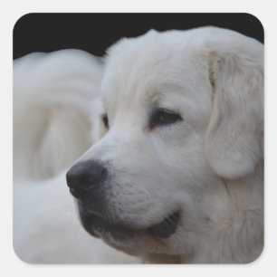 Schöne polnische Tatra-Schafhund-Aufkleber Quadratischer Aufkleber