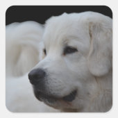 Schöne polnische Tatra Sheepdog Sticker (Vorderseite)