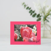 Schöne Postkarten Pink Spring Tulip Blume (Stehend Vorderseite)