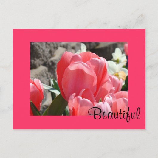 Schöne Postkarten Pink Spring Tulip Blume (Vorderseite)