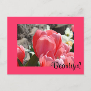 Schöne Postkarten Rosa Frühlings-Tulpen-Blumen