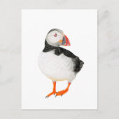 Schöne Puffin Zeichnend Postkarte (Vorderseite)