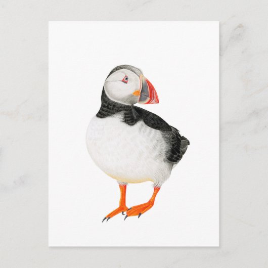 Schöne Puffin Zeichnend Postkarte (Vorderseite)