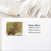 Schöne Quail Bird-Rücksendeadresse (Insitu)