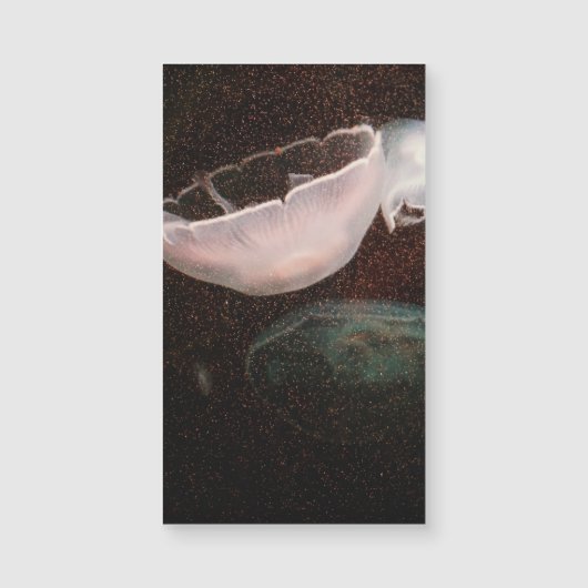 Schöne Qualle Magnetkarte (Vorderseite)