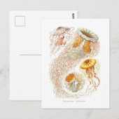 Schöne Qualle Postkarte (Vorne/Hinten)