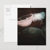 Schöne Qualle Postkarte (Vorne/Hinten)