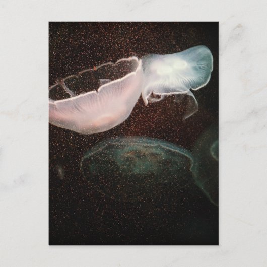 Schöne Qualle Postkarte (Vorderseite)