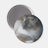 Schöne Ragdoll Hymalayan Cat Gazing Außenbereich Magnet (Vorderseite/Rückseite)