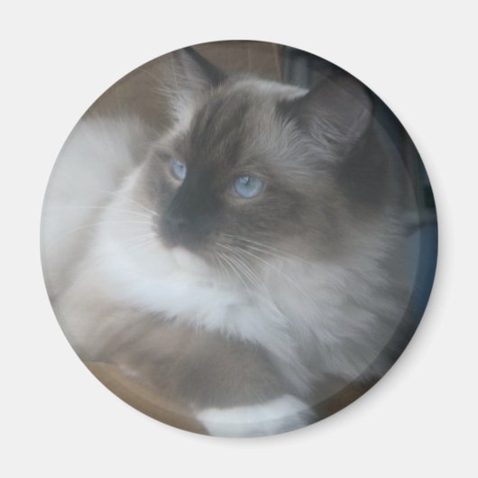 Schöne Ragdoll Hymalayan Cat Gazing Außenbereich Magnet (Vorne)