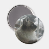 Schöne Ragdoll Hymalayan Cat Gazing in Winter Magnet (Vorderseite/Rückseite)