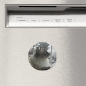Schöne Ragdoll Hymalayan Cat Gazing in Winter Magnet (In Situ (Geschirrspüler))