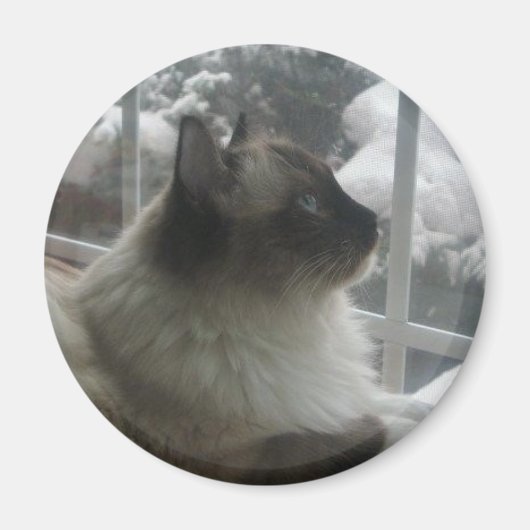 Schöne Ragdoll Hymalayan Cat Gazing in Winter Magnet (Vorne)