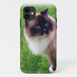 Schöne Ragdoll Katze Case-Mate iPhone Hülle