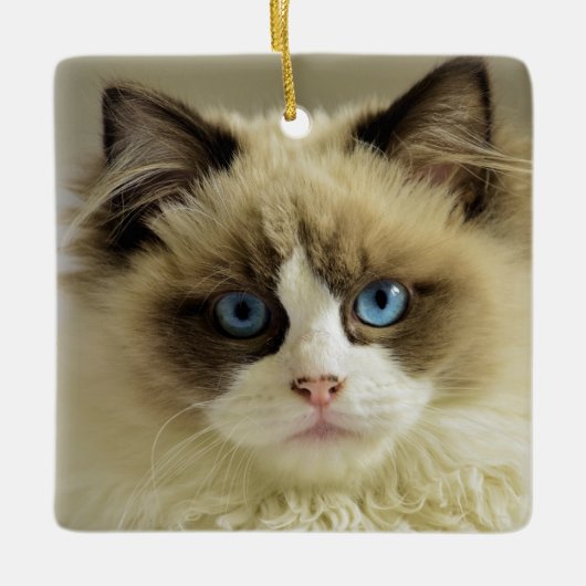 Schöne Ragdoll Katze mit blauen Augen Keramikornament (Vorderseite)