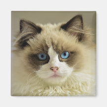 Schöne Ragdoll Katze mit blauen Augen