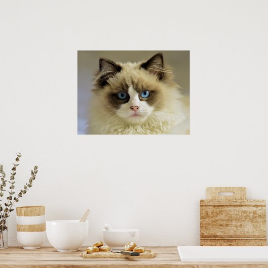 Schöne Ragdoll Katze mit blauen Augen Poster (Küche)