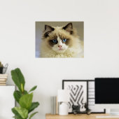 Schöne Ragdoll Katze mit blauen Augen Poster (Heimbüro)