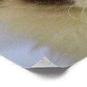 Schöne Ragdoll Katze mit blauen Augen Poster (Ecke)