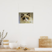Schöne Ragdoll Katze mit blauen Augen Poster (Küche)