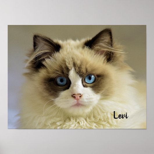 Schöne Ragdoll Katze mit blauen Augen Poster (Vorne)