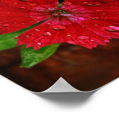 Schöne Red Dianthus Blume mit Raindrops Foto Poster (Ecke)