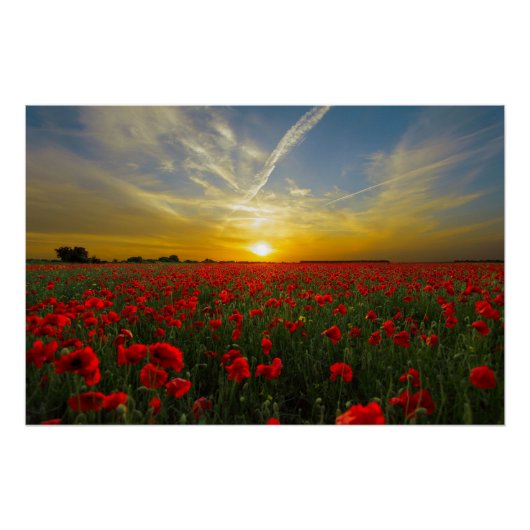 Schöne Red Poppy Field Sunset Fotografie Poster (Vorderseite)