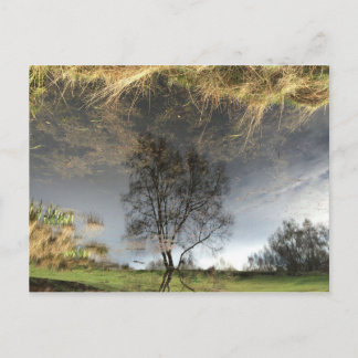Schöne Reflektionsfotografie Tree Postkarte