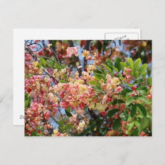 Schöne Regenbogendusche Baum Postkarte (Vorne/Hinten)