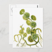 Schöne Retro-Algendrucke von Haeckel Postkarte (Vorne/Hinten)