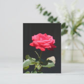 Schöne Rettich Rosa Rose Nah Up Postkarte (Stehend Vorderseite)