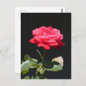 Schöne Rettich Rosa Rose Nah Up Postkarte (Vorne/Hinten)