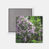Schöne Rhododendren Magnet (Vorderseite/Rückseite)