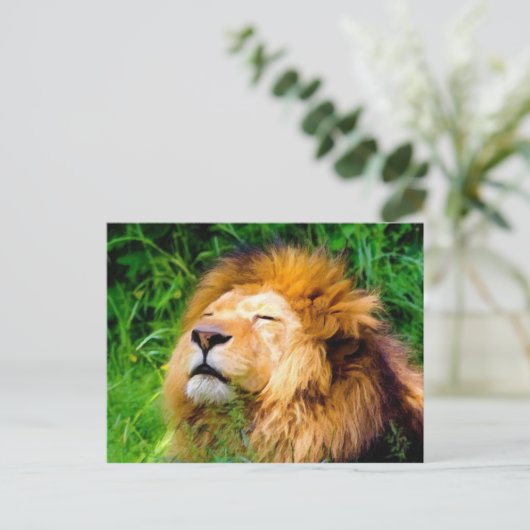 Schöne Riesen-Männchen Lion afrikanische Wildtiere Postkarte (Stehend Vorderseite)