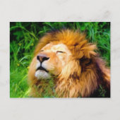 Schöne Riesen-Männchen Lion afrikanische Wildtiere Postkarte (Vorderseite)