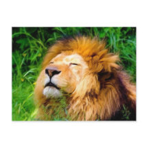 Schöne Riesen-Männchen Lion afrikanische Wildtiere