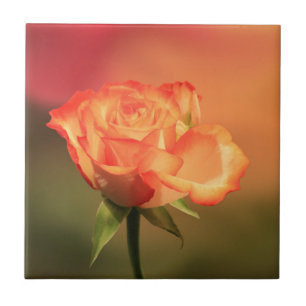Schöne romantische Rosenfotografie Fliese
