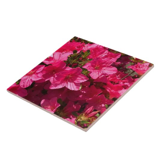 Schöne rosa Azalea Blume Tiles Fliese (Seite)