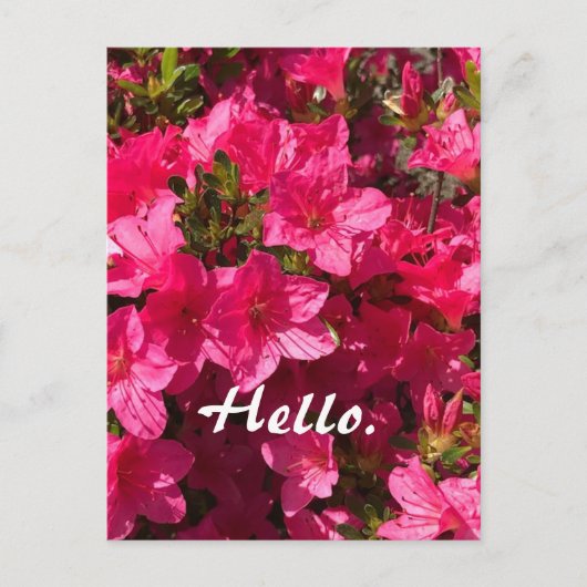 Schöne rosa Azaleen-Blumen Hallo Postkarten 2 (Vorderseite)